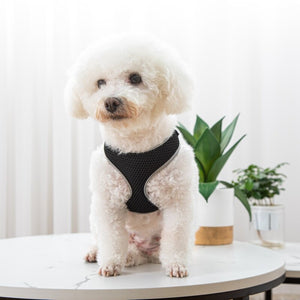 Unleash Your Pet's Adventure with Our Stylish Walking Harness