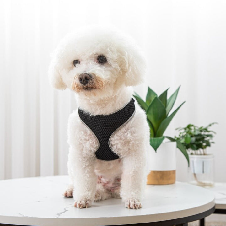 Unleash Your Pet's Adventure with Our Stylish Walking Harness